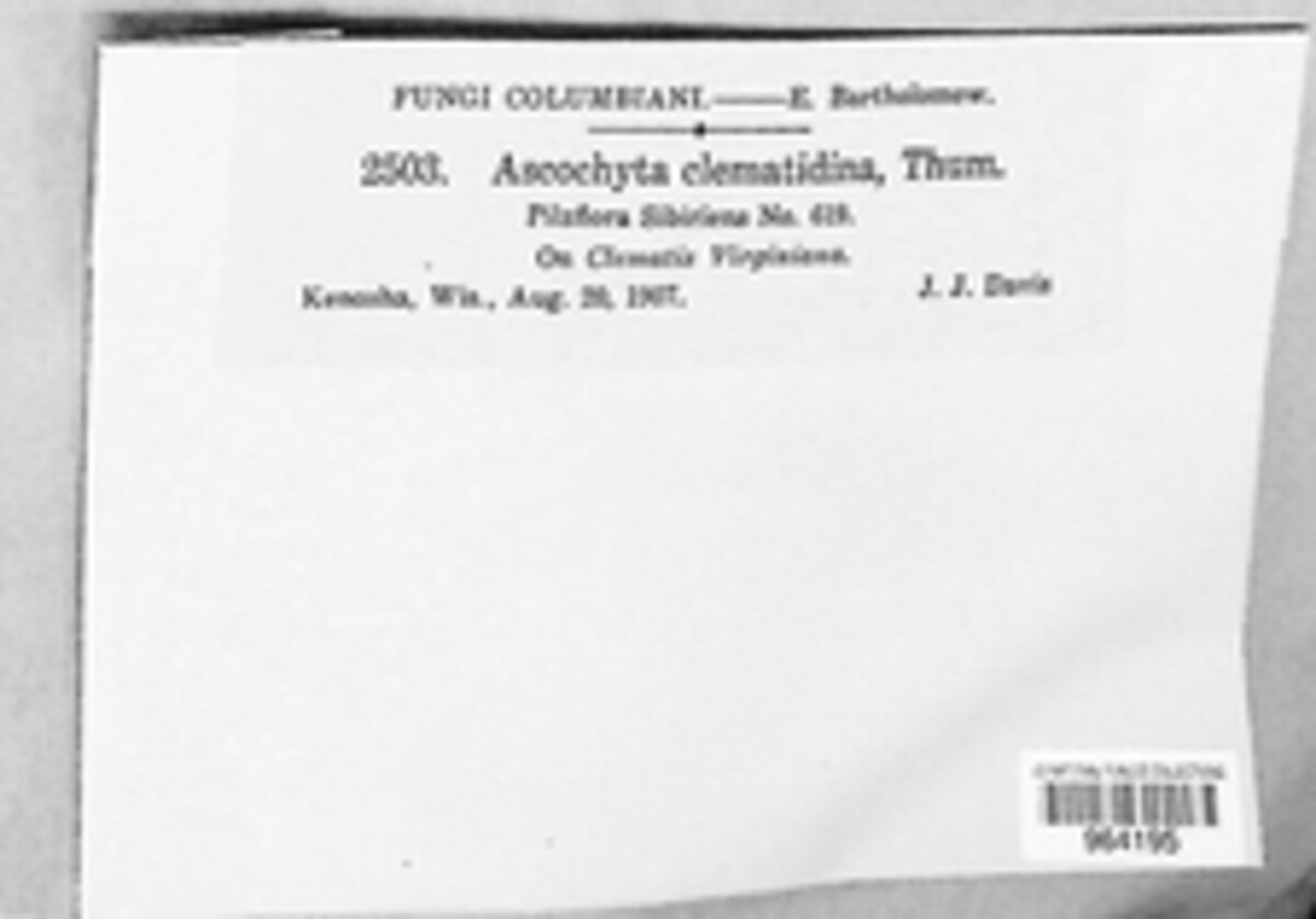 Calophoma clematidina image
